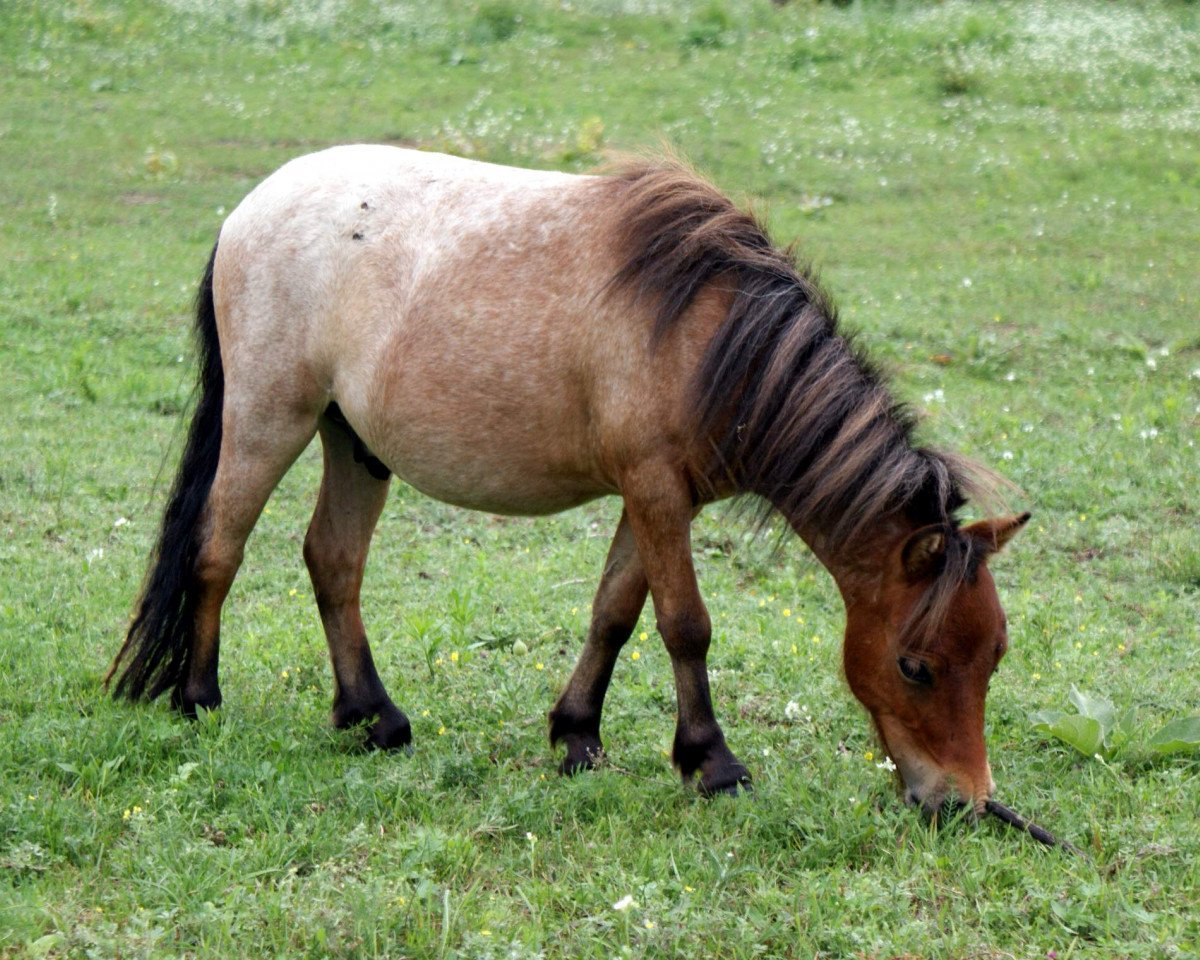 horse Romeo vom Regenbogen (Dt.Part-bred Shetland pony, 2010, from Nakar Exclusively Regal)