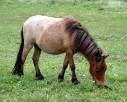 Pferd Romeo vom Regenbogen (Dt.Part-bred Shetland Pony, 2010, von Nakar Exclusively Regal)