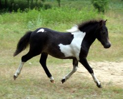 horse Jordan vom Regenbogen (German Classic Pony, 2010, from East Dikes Joker)