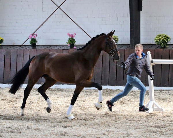 dressage horse Sequoia (German Sport Horse, 2015, from Shomari S)