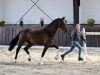 dressage horse Sequoia (German Sport Horse, 2015, from Shomari S)