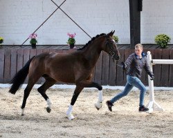 Dressurpferd Sequoia (Deutsches Sportpferd, 2015, von Shomari S)