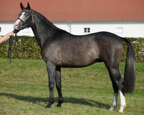 jumper Discavo RP (German Sport Horse, 2015, from Discar)