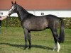 jumper Discavo RP (German Sport Horse, 2015, from Discar)