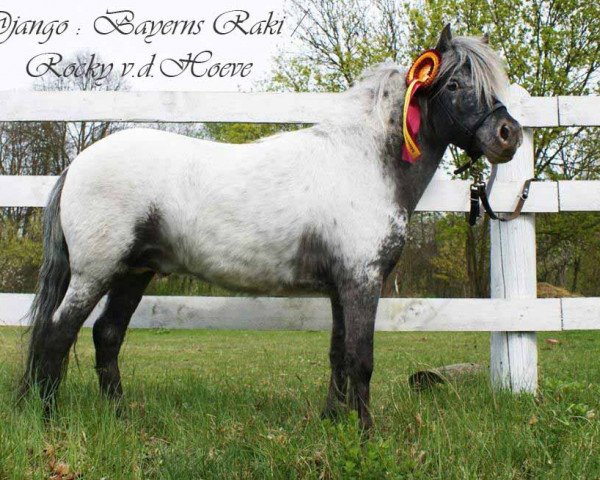 Deckhengst Django (Nederlands Appaloosa Pony, 2010)