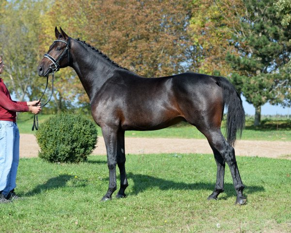 jumper Canturaldik (German Sport Horse, 2015, from Canturat)