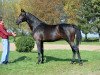 jumper Canturaldik (German Warmblood, 2015, from Canturat)