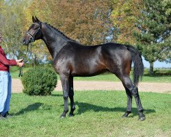 jumper Canturaldik (German Warmblood, 2015, from Canturat)