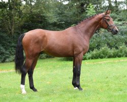 dressage horse Eliot L (Westfale, 2015, from Escolar)