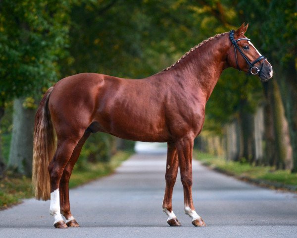 dressage horse Atomic Blonde (Oldenburg, 2015, from Quaterback)