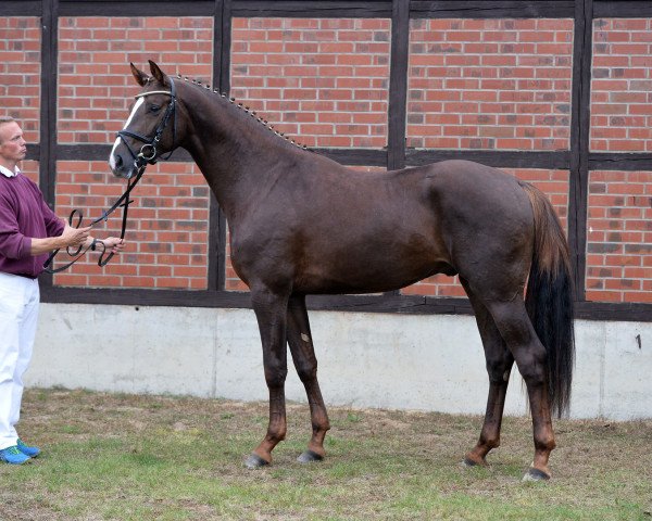 dressage horse Lou Bega K 3 (Hanoverian, 2015, from Livaldon)