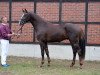 dressage horse Lou Bega K 3 (Hanoverian, 2015, from Livaldon)