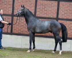 stallion Diaconcello (Hanoverian, 2015, from Diacontinus)