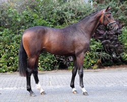 stallion Dancelli (Hanoverian, 2015, from Dante Weltino Old)