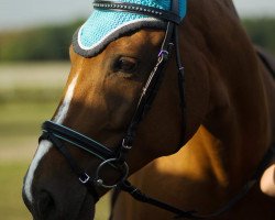 broodmare West Virginia (Hanoverian, 2002, from Welser)