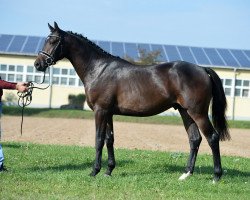 stallion Chester (Holsteiner, 2015, from Casario)