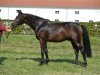 jumper Louisville Kentucky (Oldenburg show jumper, 2015, from I'm Special de Muze)