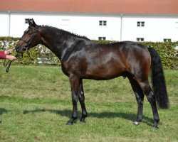 jumper Louisville Kentucky (Oldenburg show jumper, 2015, from I'm Special de Muze)