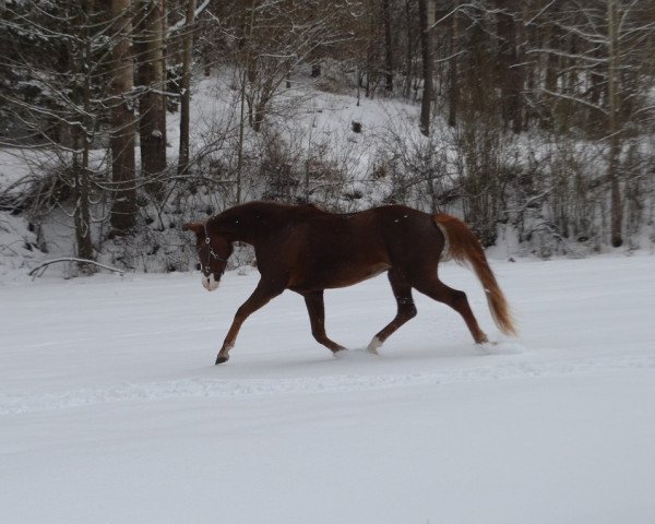 dressage horse Ryka's Fräulein (German Sport Horse, 2014, from Fürst Nymphenburg)