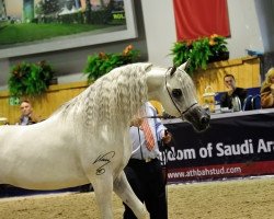 stallion Pallaton K ox (Arabian thoroughbred, 2009, from El Nabila B ox)