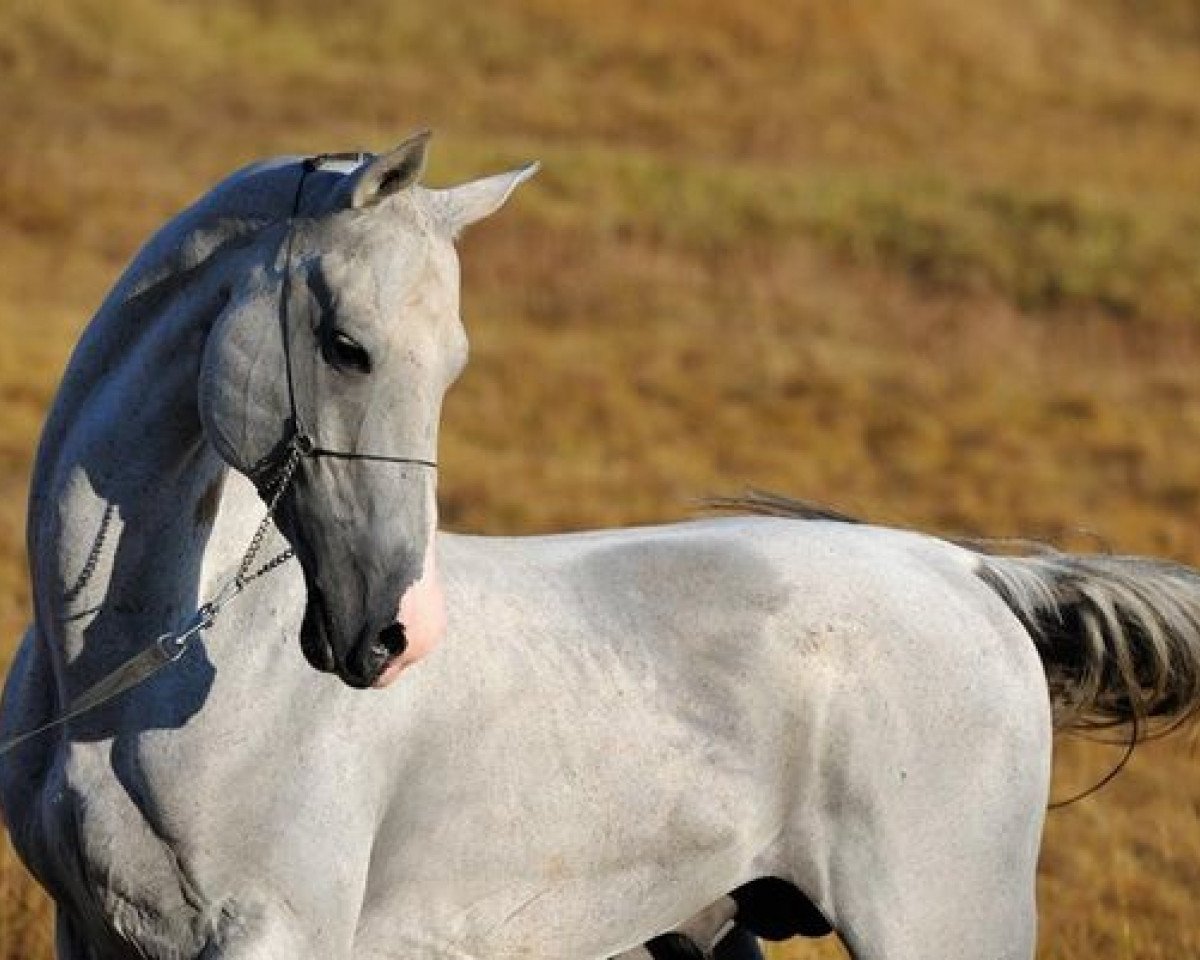 stallion Alihan (Akhal-Teke, 1998, from Alaman)