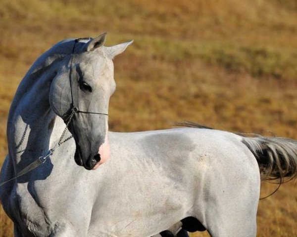 stallion Alihan (Akhal-Teke, 1998, from Alaman)