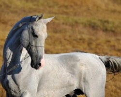 stallion Alihan (Akhal-Teke, 1998, from Alaman)