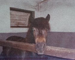 Pferd Ronja (Shetland Pony, 2001, von Romeo)