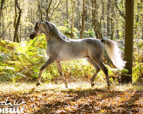 stallion Amaah El Chamsin ox (Arabian thoroughbred, 2010, from Ahmady Al Qusar ox)