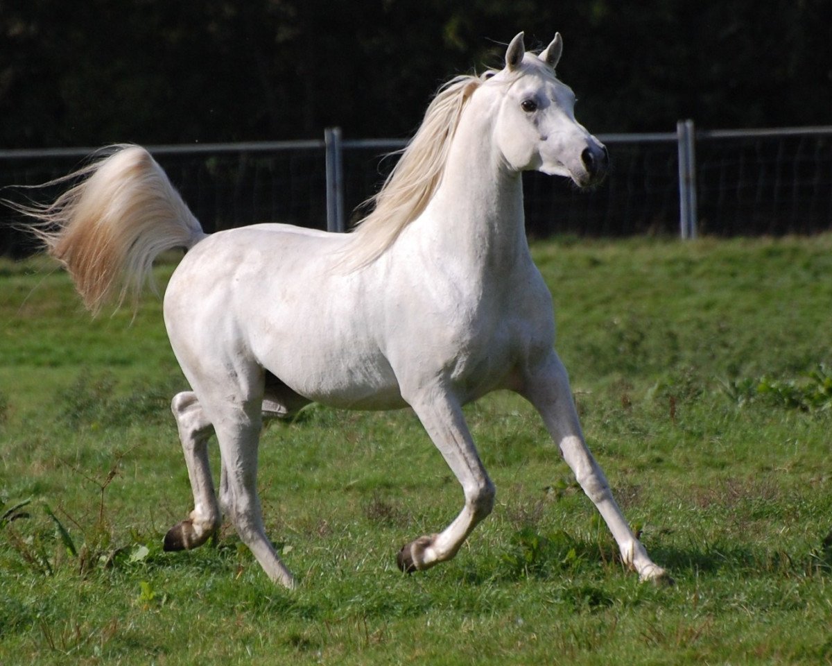stallion Ahmady Al Qusar ox (Arabian purebred, 2002, from Ashhal Al Rayyan EAO)