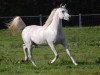 stallion Ahmady Al Qusar ox (Arabian thoroughbred, 2002, from Ashhal Al Rayyan EAO)