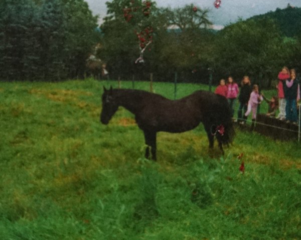 Zuchtstute Djuke (Friese, 1978)