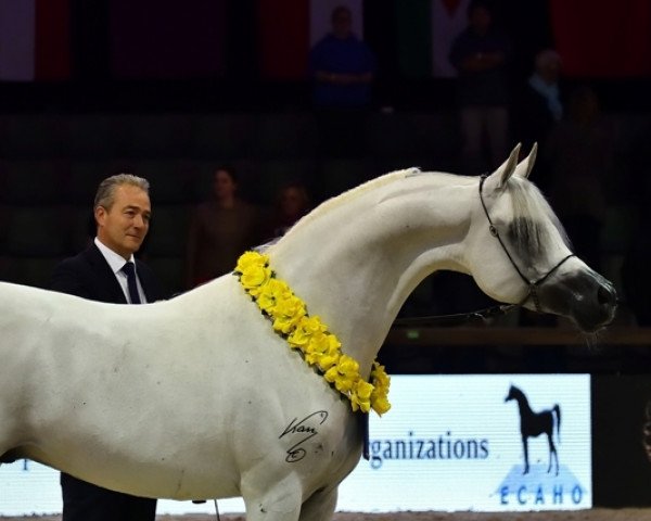 stallion IS Exxpu ox (Arabian thoroughbred, 2009, from QR Marc ox)