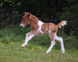 horse Stute von Ridgehavens Cocoa (American Miniature Horse, 2017, from Ridgehavens Cocoa)