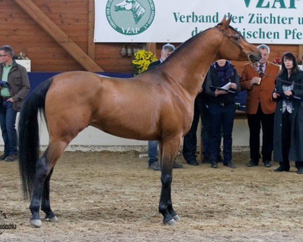 stallion IS Peak (Arabian thoroughbred, 2012, from Gazwan Al Nasser ox)