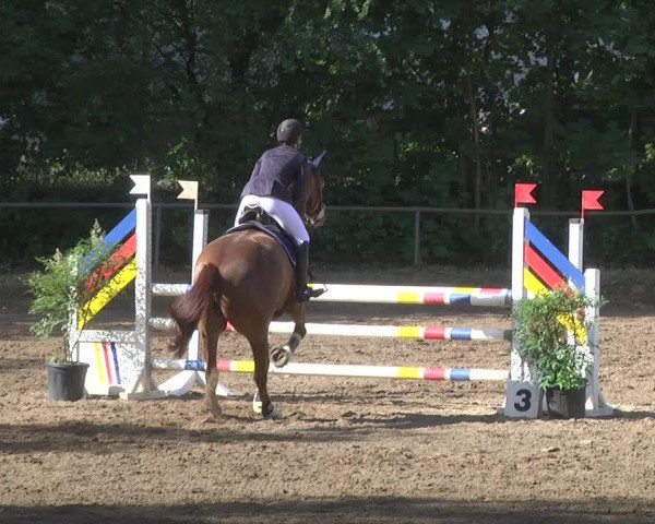 Reitturnier Wiesloch 2018