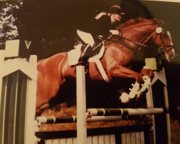 horse Erwin (Oldenburg, 1992, from El-Im-Cal xx)