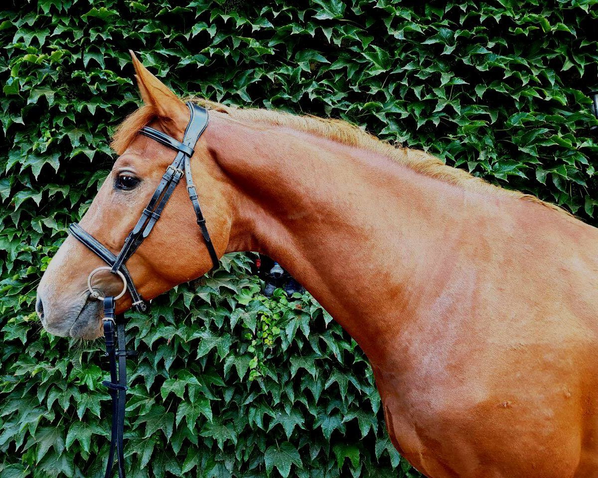 Springpferd Cajado (Deutsches Sportpferd, 2014, von Cajados)