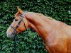 jumper Cajado (German Sport Horse, 2014, from Cajados)