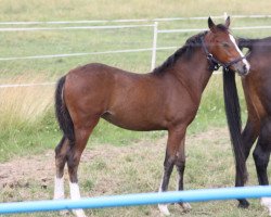 horse Noble Lady (German Riding Pony, 2017, from Domingo)