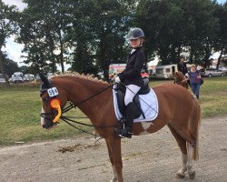 dressage horse Bally Bings (German Riding Pony, 2006, from Black Boy)