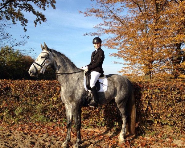 dressage horse Convalesco S (Holsteiner, 2010, from Calido I)