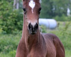 Dressurpferd Rookie Quip (Westfale, 2015, von Real Grandios)