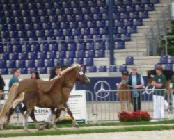 broodmare Marta (Black Forest Horse, 2011, from Monsun)