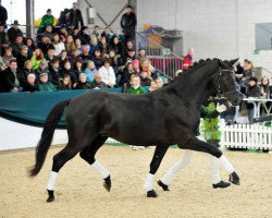 stallion Le Charmeur Noir (Zweibrücken, 2010, from Lord Loxley I)