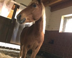 horse Wynfa's Cox (Welsh Pony (Sek.B), 2006, from Felicidad's Carino)