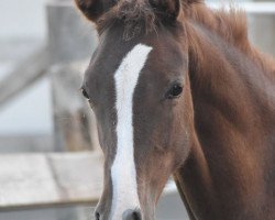 broodmare Dalija (German Riding Pony, 2017, from Dance Star AT)