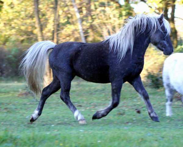 Deckhengst Krokant von Clus (Deutsches Classic Pony, 2015, von KC Coyne Connection)