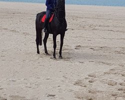 horse Ithaca (Belgian Warmblood, 2008, from Warkant van het Gestelhof)