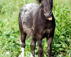 Springpferd Dragonfire vom Regenbogen (Dt.Part-bred Shetland Pony,  , von Django)